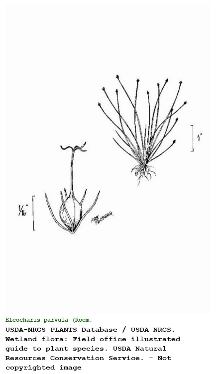Eleocharis parvula (Roem. & Schult.) Link ex Bluff, Nees & Schauer